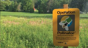How to Be a Bee-Friendly Golf Course
