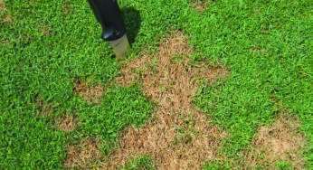 Turfgrass Disease Profiles: Pythium Blight