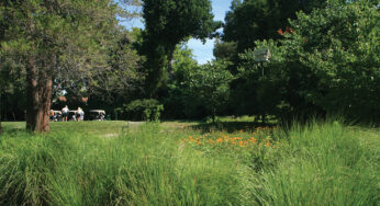 Grass for greens and fairways… Natives everywhere else.