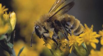 A Bee Friendly Golf Industry Means More than Beekeeping