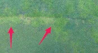 Poa Annua, Where is It?