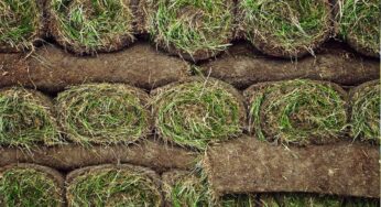 Seed, Sand, Sod and Soil