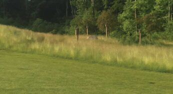 The Care and Feeding of Native Areas: Two Perspectives from Two Industry Veterans, Part 2
