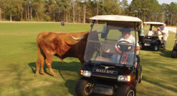 Bulls Bay – The Number One Bull in Golf