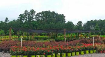 Evergreen Partners Joins Forces With SiteOne Landscape Supply