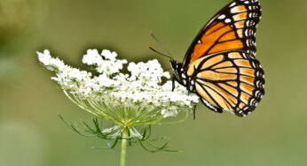 Saving Butterflies, One Golf Course at a Time