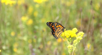 Audubon International Awarded $25,000 FairWays Foundation Grant for Monarchs In The Rough Program