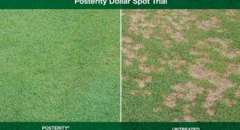 Syngenta Enhances Control of Dollar Spot and Other Turf Diseases with New Posterity and Secure Action Fungicides