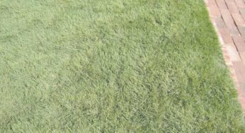 Buffalograss Basics