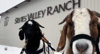 No Goats, No Glory