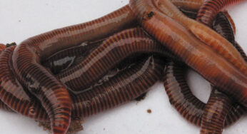 Intestines of the Earth: Earthworm Management Update