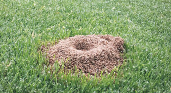 Controlling Turfgrass Ant Colonies: A Catch-22 for Golf Course Superintendents