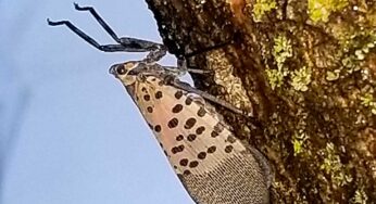 Proven Treatment for Spotted Lanternfly