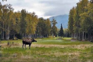 A moose is on the loose at Moose Run GC in Alaska