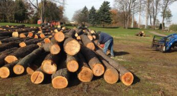 Ironwood Strong: Getting Creative with Storm Debris