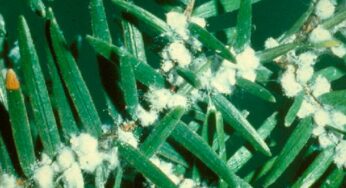 Arborjet Saving Trees from Hemlock Woolly Adelgid