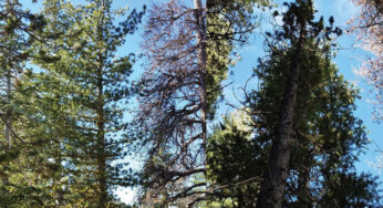 Everything You Wanted to Know About Conifers, but Were Afraid to Ask