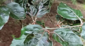 Beech Leaf Disease is Continuing to Emerge and all Cultivars in America and Europe are at Risk
