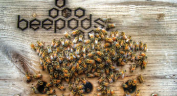 All-In-One Beekeeping for the Bees for Your Course