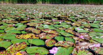 6 Tips to Prevent the Spread of Invasive Species This Summer