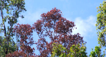 Rapid Ohia Death and Treatment in Hawaii