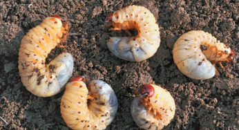 Nature’s marvels – grubs