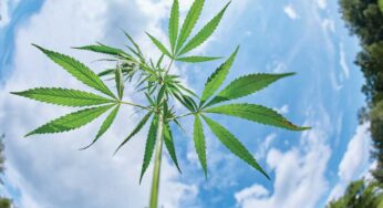 So Your State has Legalized Marijuana