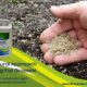 Natural approach to fall grasses Brookside Agra