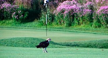Keller Golf Course Superintendent Paul Diegnau helps boy scout and Osprey