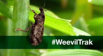 Syngenta expands annual monitoring with WeevilTrak courses