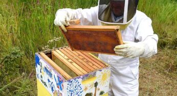 How Does One Golf Course Superintendent Use Bees