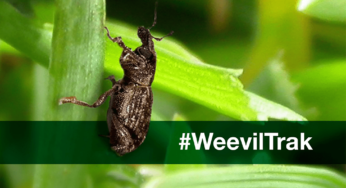 Syngenta launches new assurance program for guaranteed, season-long control of annual bluegrass weevils and more