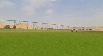 Atlas Turf Arabia Receives ITGAP Certification For Production of Platinum TE Paspalum Turfgrass