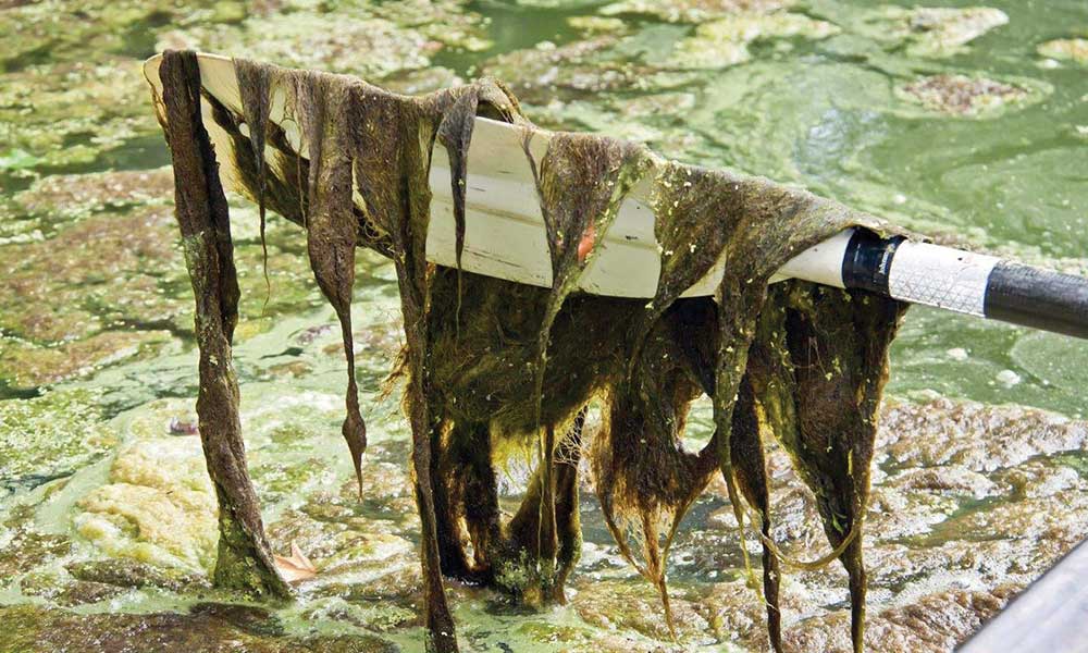 Diversified Waterscapes filamentous with lyngbya