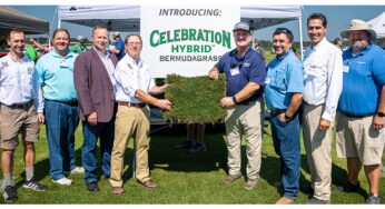 Mississippi State University Releases Celebration Hybrid™ Bermudagrass