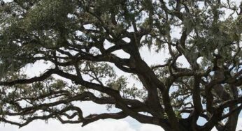 Get to Know Tree Expert Barry Gemberling