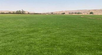Platinum TE™ Paspalum Expands Production to Spain and Saudi Arabia