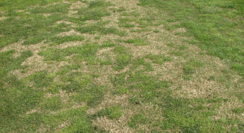 Get Rid Of Clumpy Of Poa Annua