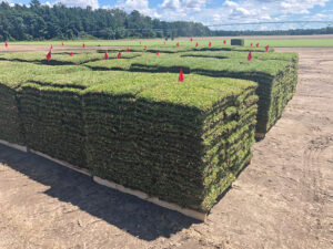 Pallets of Palmetto® St. Augustinegrass at Green Acres Turf Farm.