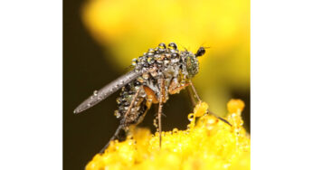 Audubon International Announces Winners in 7th Annual BioBlitz