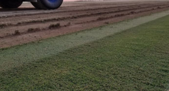 Craft Turf Farms Now Licensed to Cultivate Lush Tahoma 31 Bermudagrass!