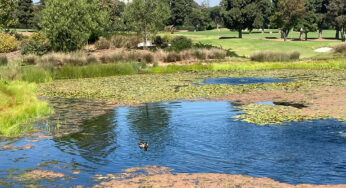 Lake CPR For Your Golf Course