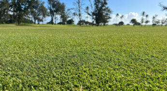 Pure Dynasty with ACCe is the latest breakthrough in paspalum turfgrass