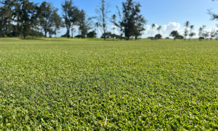 Pure Dynasty with ACCe Pure-Seed Atlas Turf International
