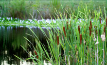 Cattails