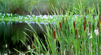 Cattails -The Pond’s Drama Queen