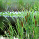Cattails