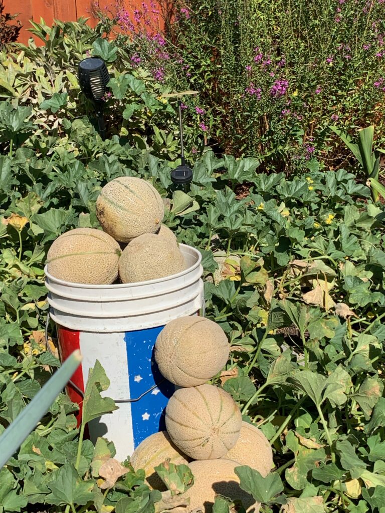 Mike's Cantaloupe Crop