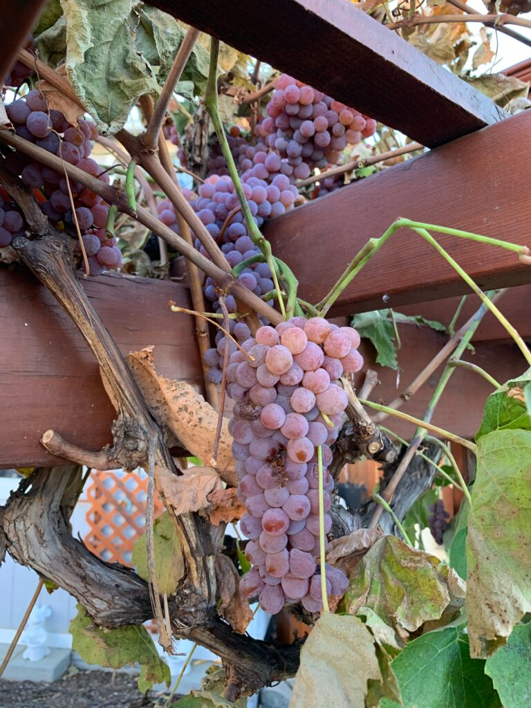 Mike's grapes