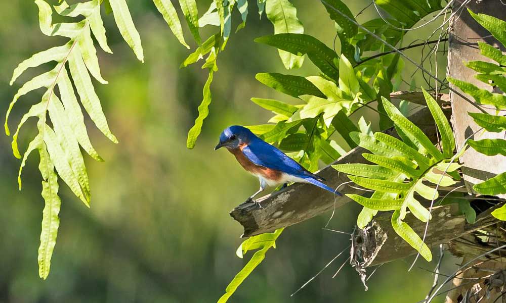 Best Photograph Winner: Naples Lake Country Club, Eastern Blue Bird with Golden Polypod Fern on Sabal Palm, by Mike Powers